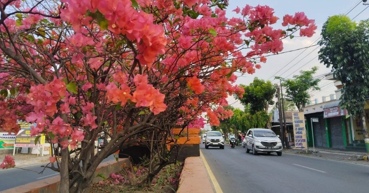 Viral Berkat Inovasi Ketua RT, Kampung Ini Jadi ‘Surga Bunga’ & Spot Foto Terbaik di Media Sosial