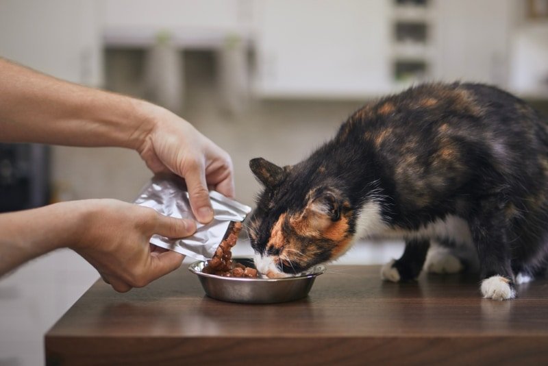Viral! Wanita Ini Beri Makan Ratusan Kucing dari Sisa Hajatan, Aksi Mengharukan Bikin Netizen Terpukau