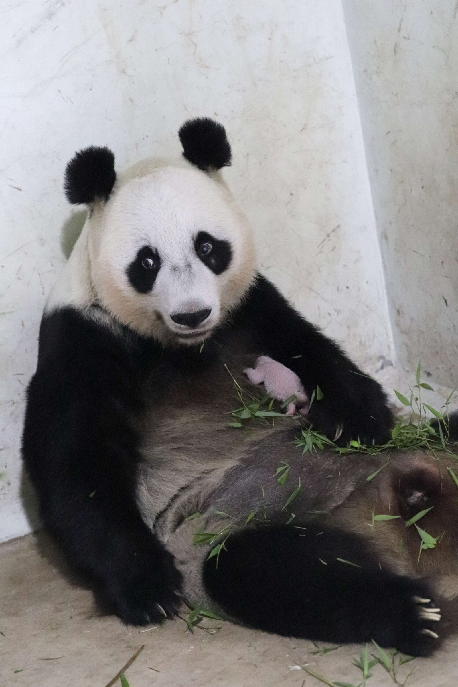 Kabar Gembira! Bayi Panda Pertama di Indonesia Lahir