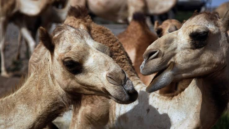 Viral! 20 Unta di Oman Didiskualifikasi dari Kontes Kecantikan Akibat Suntik Botox