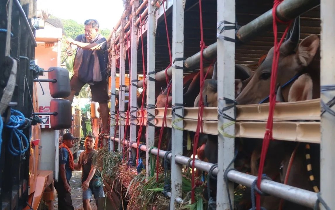Biaya Logistik Melejit, Margin Keuntungan Peternak Sapi Kurban Tergerus
