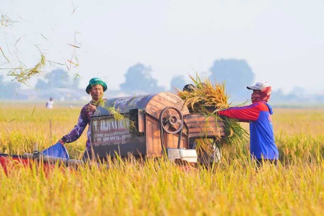 Produksi Beras Nasional Naik, BPS Catat Nilai Tukar Petani (NTP) Ikut Meroket